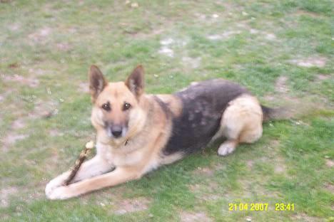 Schæferhund Achalia *DØD* - mor tager billeder af mig..  billede 4