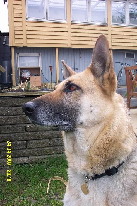 Schæferhund Achalia *DØD* - Så tager jeg lige en slapper billede 5