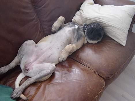 Bullmastiff Luna billede 10