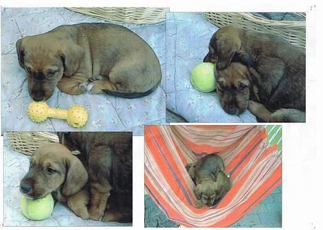 Gravhund luis  billede 9