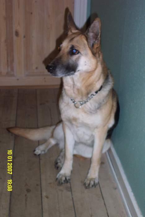 Schæferhund Achalia *DØD* - Så er der billeder fra det nye hus. Er jeg ike Flot.. billede 6