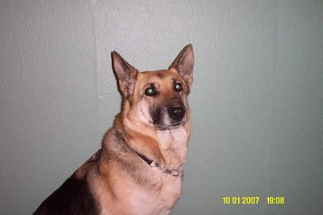 Schæferhund Achalia *DØD* - Fotogen som altid billede 7