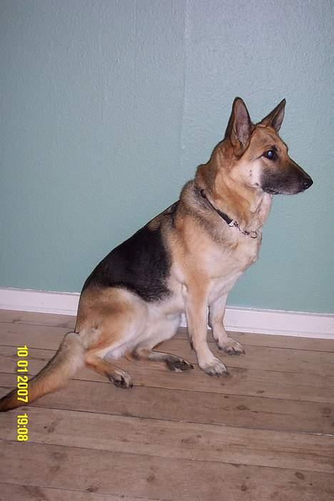 Schæferhund Achalia *DØD* billede 8