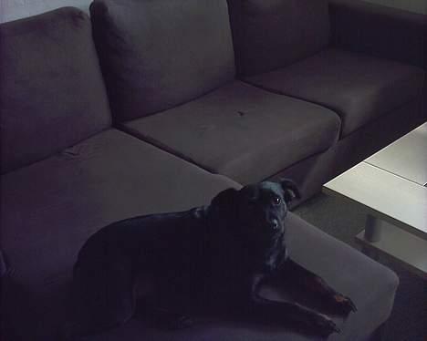 Blanding af racer Biggy - Åh det er så skønt at putte i sofaen, selvom at jeg faktisk ikke rigtig må ;) billede 2