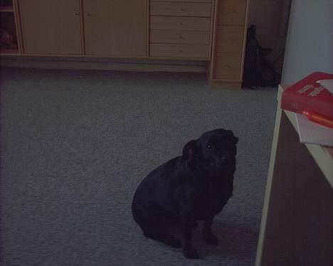 Blanding af racer Biggy - Moar giv mig nu den bold.. Jeg vil jo gerne lege :) billede 3