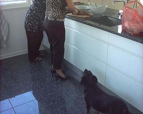 Blanding af racer Biggy - jes vi skal have steg i dag, må jeg få et stykke inden at vi skal spise? billede 4