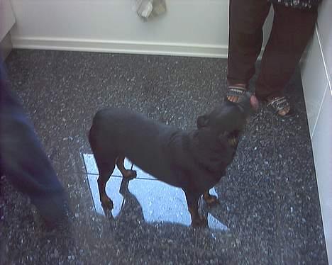 Blanding af racer Biggy - det smagte rigtig godt det stykke kød, et mere tak? billede 5