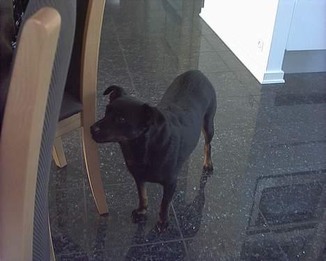 Blanding af racer Biggy - Kom nu.. Så tab dog et lille stykke mor :) Bare et lille et.. billede 7