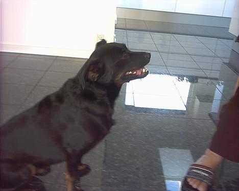 Blanding af racer Biggy - Hvis jeg ikke snart får et stykke, så begynder jeg at hoppe ;) billede 8