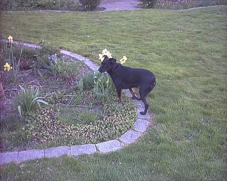 Blanding af racer Biggy - Hvem siger mit navn ?? billede 9