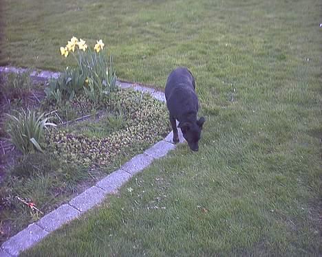 Blanding af racer Biggy - Hov hvad var det ?? billede 10