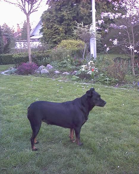 Blanding af racer Biggy - nu må jeg hellere stå pænt så mor kan få et ordenligt billede af mig. billede 11