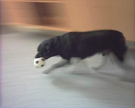 Blanding af racer Biggy - Se jeg kan også ligne et tusindben :) billede 12