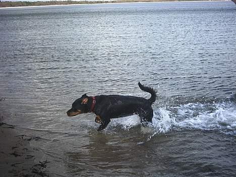 Rottweiler Julle - Er lige ude og bade en tur billede 6