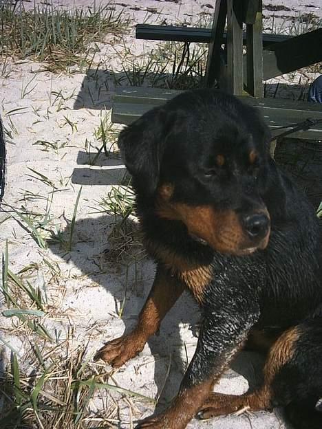 Rottweiler Julle billede 7