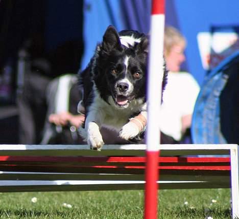 Border collie kay RIP 2017 billede 18