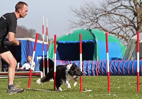 Border collie kay RIP 2017 billede 19