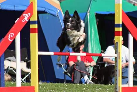 Border collie kay RIP 2017 billede 20