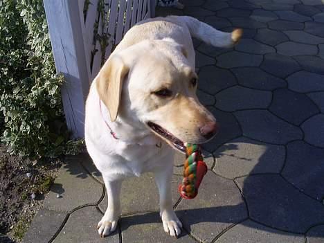 Labrador retriever Nellie - April 07 billede 6