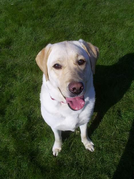 Labrador retriever Nellie - April 07 billede 7