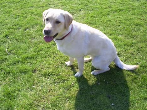 Labrador retriever Nellie - April 07 billede 8
