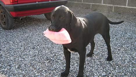 Blanding af racer Axel - skal vi lege billede 16