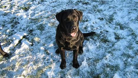 Labrador retriever Tjalfe billede 17