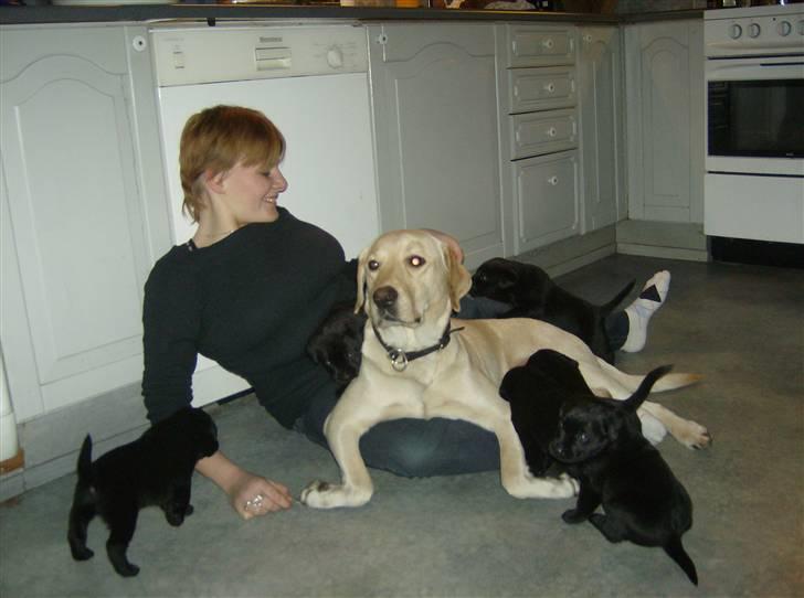 Labrador retriever Tinka - tinka med hendes hvalpe.. he he se lige hendes ben.. mærkelig hund.. billede 1