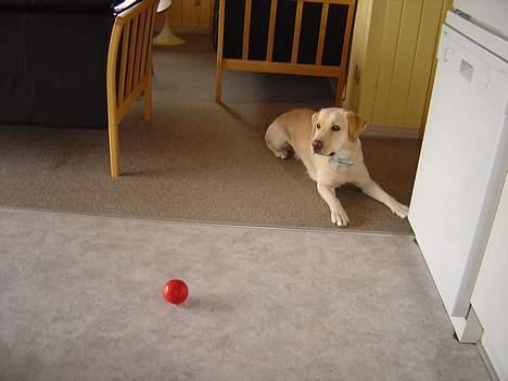 Labrador retriever Tinka - Bolden var en kæmpe hit da vi købte den til hende billede 2