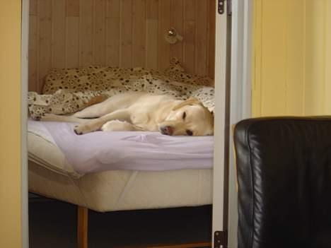 Labrador retriever Tinka - en træt hund :) billede 3