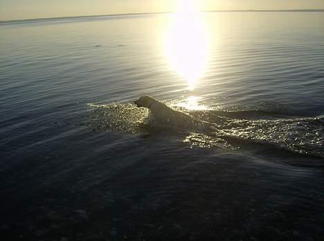 Labrador retriever Tinka - yndlings billede  billede 4