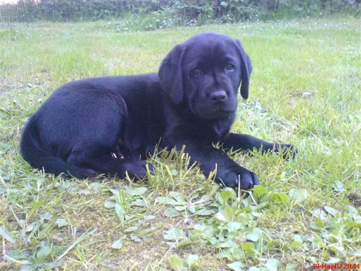 Labrador retriever Poker - I haven og har lige fået øjne billede 1