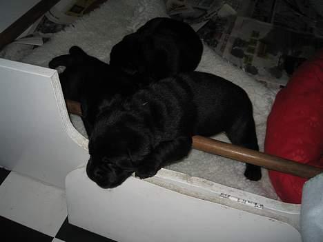 Labrador retriever Poker - kravler ud af sengen billede 2