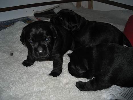 Labrador retriever Poker - her er jeg sammen med mine søskende, vi er kun 3 billede 3