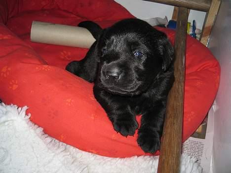 Labrador retriever Poker - Jeg er lækker billede 4