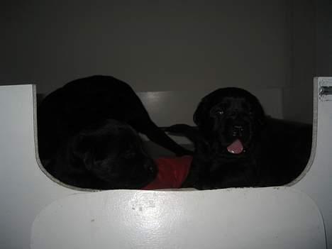 Labrador retriever Poker - det er mig der gaber billede 5