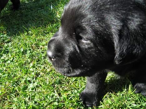 Labrador retriever Poker - Soler mig lige billede 6