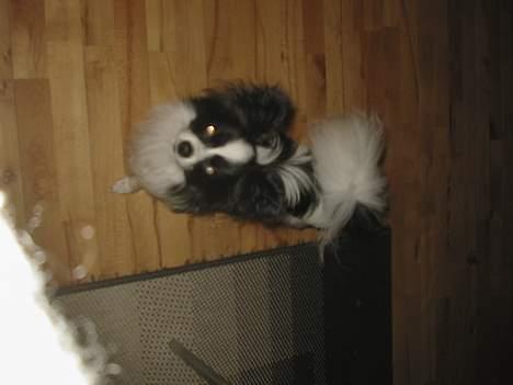 Papillon mikey - 10 mdr billede 7