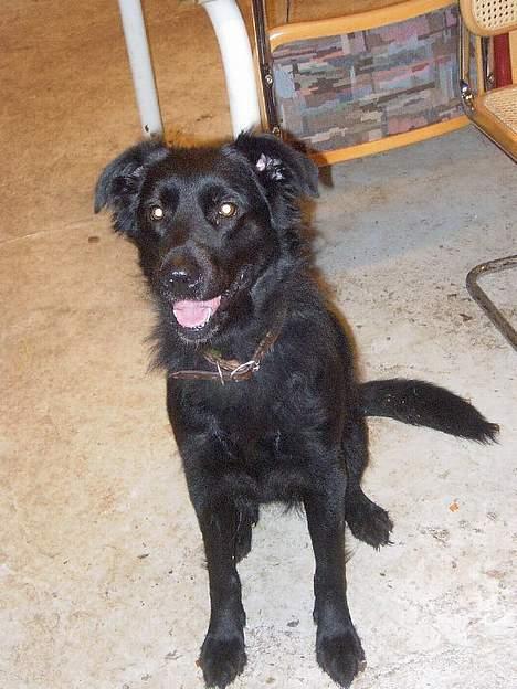 Blanding af racer Joyce (død:'() - savner Joyce billede 1