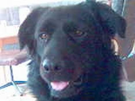 Blanding af racer Joyce (død:'() billede 2