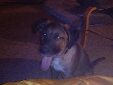 Blanding af racer Simba - Da jeg var lille billede 1