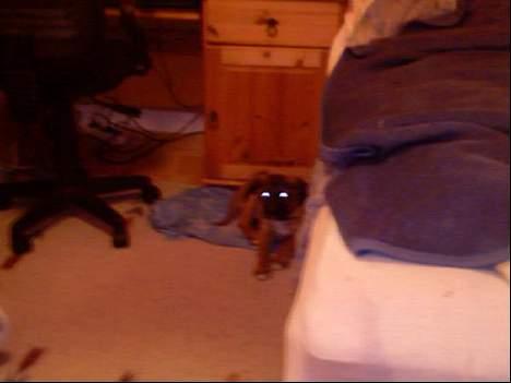 Blanding af racer Simba billede 2