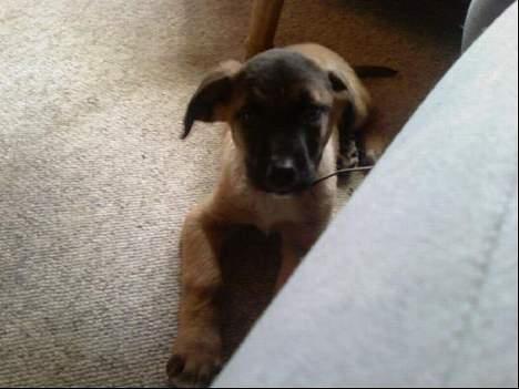 Blanding af racer Simba billede 3