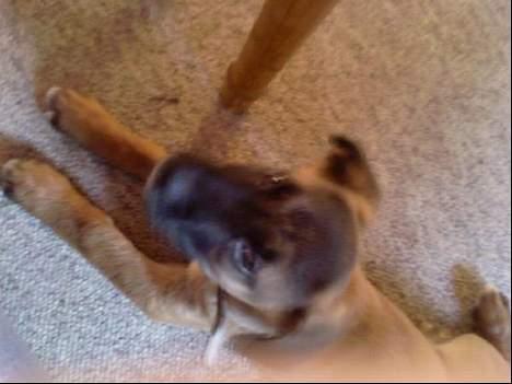 Blanding af racer Simba billede 4