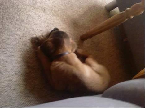 Blanding af racer Simba billede 5