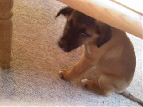 Blanding af racer Simba billede 6