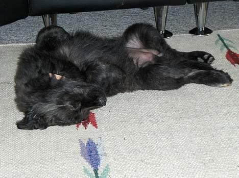 Blanding af racer Diva - Lad det bare regne udenfor. billede 8