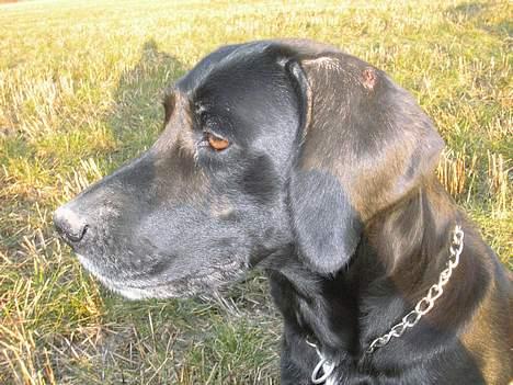 Blanding af racer mille/ myzze billede 1