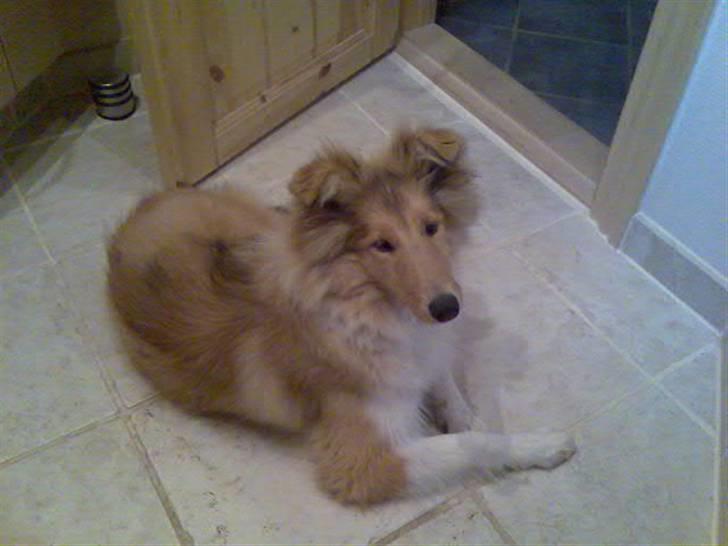 Collie langhåret Molly - Hej alle sammen... Prøv at se hvor sød jeg er?? Mig kan man da ikke stå for vel?? billede 1