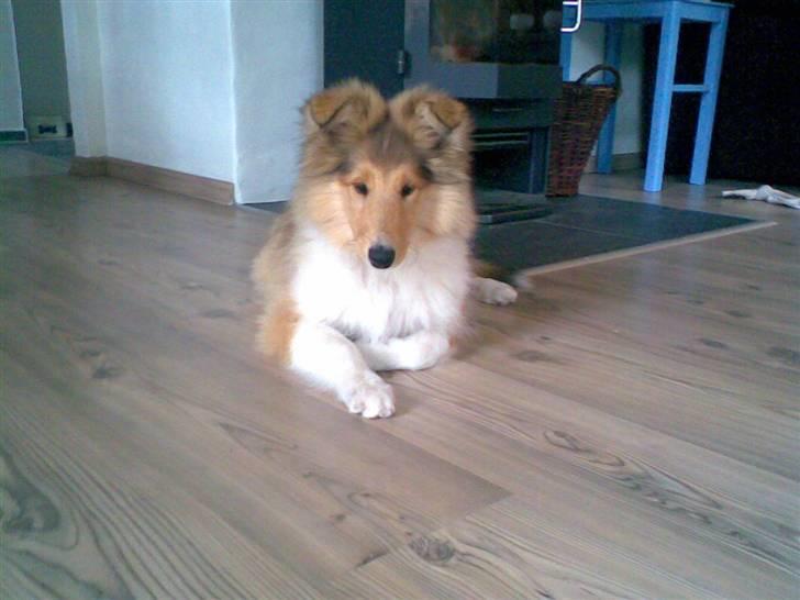 Collie langhåret Molly billede 2